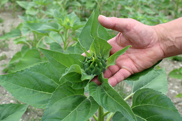 Tenir dans ses mains un plant de tournesol dans le champ, culture agricole