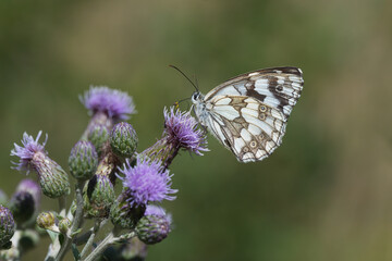 
Satyridae / Orman Melikesi / Marbled White / Melanargia galathea