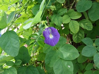 Beautiful butterfly pea flowers, Clitoria ternatea or Telang in the organic​ garden. flower growing among the green leaves in the garden, A Species Belonging to the Subfamily Faboideae