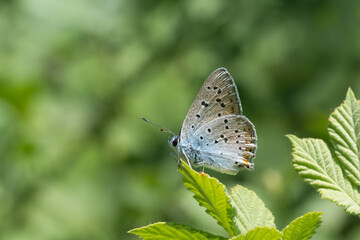 
Lycaenidae / Büyük Mor Bakır / Purple-shot Copper / Lycaena alciphron