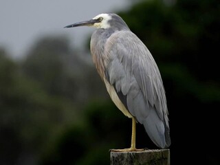 Lonely Heron stood still on a post. Image taken At Longwarry Victoria Australia a small town east...