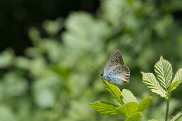 
Lycaenidae / Büyük Mor Bakır / Purple-shot Copper / Lycaena alciphron