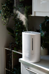 Closeup of humidifier at home, moistens dry air surrounded by houseplant, soft focus on steam. Plant care. Humidification, comfortable living conditions. Diffuser, climate equipment for apartment.