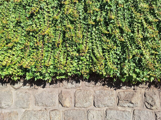 A climbing plant, Hedera helix, hangs over a fence.