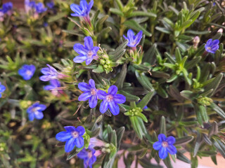 A bush of glandora prostrata or lithodora fruticosa with blue flowers grows in a flowerbed.