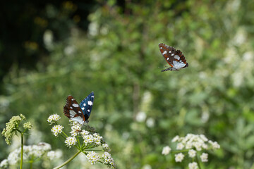 
Nymphalidae / Akdeniz Hanımeli Kelebeği / Southern White Admiral / Limenitis reducta