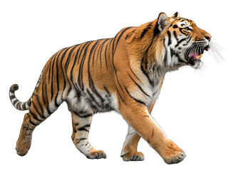 Obraz premium A Bengal tiger walking, orange coat with black stripes on Transparent background