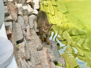 Cot walking on a small brick wall near a pond