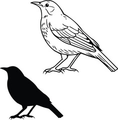 Wild Nightingale on Branch Vector Illustration  
