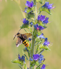 Megascolia maculata. An insect drinks nectar from the flowers of Viper's-bugloss (Echium vulgare)