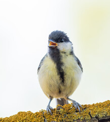 Great tit, Parus major. A bird sings sitting on a branch