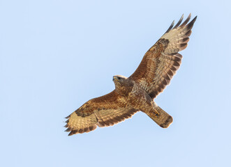 Common buzzard, Buteo buteo. A bird flies against a cloudy sky