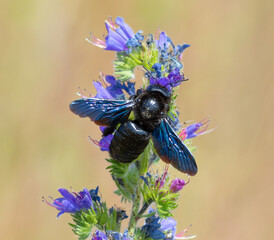 Carpenter bee, Xylocopa valga. The insect feeds on nectar from wildflowers