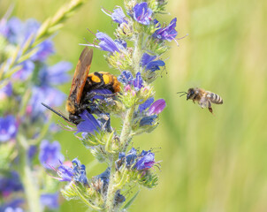 Megascolia maculata. An insect drinks nectar from the flowers of Viper's-bugloss (Echium vulgare)