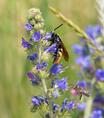 Megascolia maculata. An insect drinks nectar from the flowers of Viper's-bugloss (Echium vulgare)