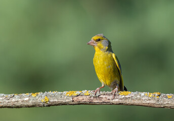 European greenfinch, Chloris chloris. A bird sitting on a beautiful branch, blurred background