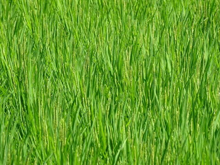 稲
