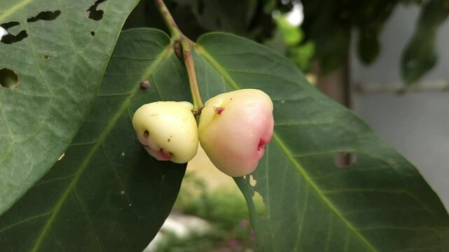 Low angle shot of pink Rose apple, scientifically known as Syzygium jambos, it has many common names Gulab Jamun in Hindi, Jambos or Jambu in Sri Lanka, Malabar Plum, Panineer Champakka