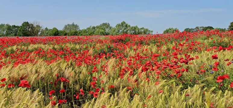 Sch&ouml;nes Mohnfeld in rot im Sommer, leichter Wind 
