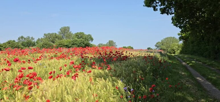 Sch&ouml;nes Mohnfeld in rot im Sommer, leichter Wind Kameraschwenk