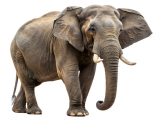 Fototapeta premium Black elephant on transparent background