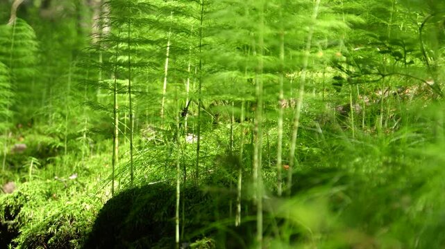 small plants, horsetail and moss in the forest, dynamic panorama