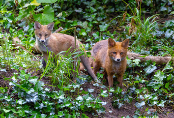 Two red fox "Vulpes vulpes".  adult with cute young baby cub or kit in green forest. Colorful wild mammals in Dublin, Ireland
