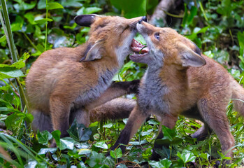 Two red fox cub siblings "Vulpes vulpes" playing together and fighting with affection. Cute adorable wild animals with colorful orange fur in green forest. Series one of two. Dublin, Ireland