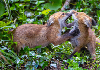 Two red fox cub siblings "Vulpes vulpes" playing together and fighting with affection. Cute adorable wild animals with colorful orange fur in green forest. Series two of two. Dublin, Ireland