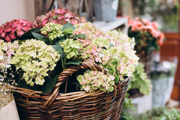 Basket of hydrangeas at outdoor flower stall on city street in natural light.