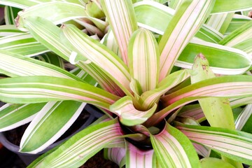 Obraz premium Bromeliad or Bromeliads in pots