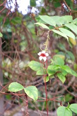 Close-up of Corkscrew Flower or Spider Tresses.
