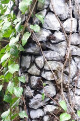 Green creepers on stone pillars