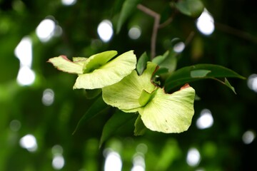 Close-up of Callaeum macropterum in the garden.