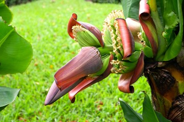 Close-up of Dwarf Cavendish banana in the garden. © Ellevena