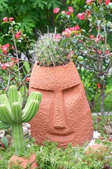Golden Cylinder Cactus in a terracotta pot