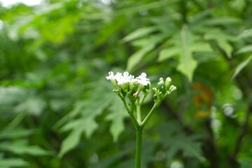 Close-up of white flowers of Tree spinach.