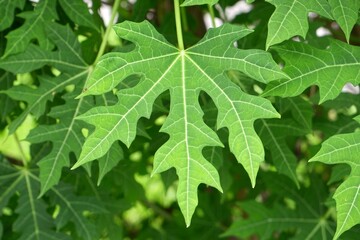 Close-up of green leaves of Tree spinach.