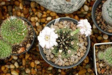 Close-up of Gymnocalycium mihanovichii hybrids in a pot.
