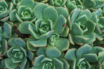 Green Succulent Rosettes in Detail
