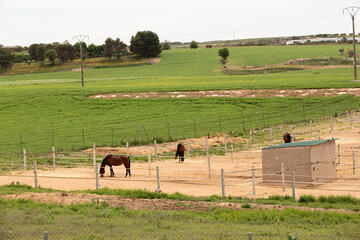 Caballos pastando en el campo.