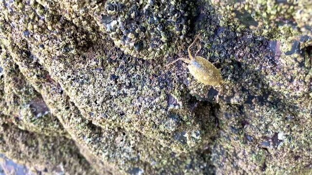 Pou de mer sur les rochers.