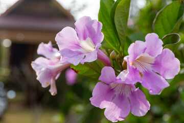 Purple trumpet vine flower blooming in the garden with blurred background