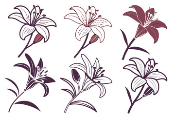 set of Lily vector silhouette illustration isolated on white background