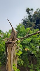 A Cut Tree Trunk with New Growth.