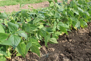 Plant, rangée de haricots vert dans le jardin
