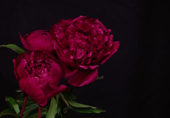 Three deep red peony flowers with green leaves captured against a black background. Elegant and dramatic floral composition. Copy space © Yevhenii Khil