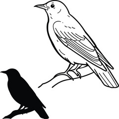 Chirping Nightingale Bird Vector Illustration  
