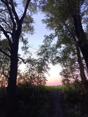 sunset in the forest