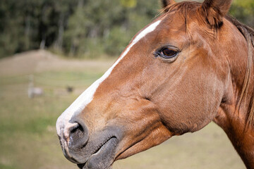 Fototapeta premium Close-up of a chestnut horse's face in natural light, showing detail in the eye, muzzle, and reddish-brown coat. Captured outdoors in rural Australia.